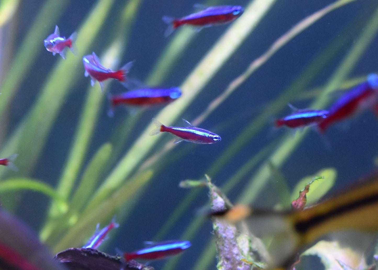 Seachem 水槽安定・継続セット|プリスティン+スタビリティ(淡水・海水対応)