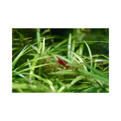 Seachem ピューリゲン｜有機汚れを強力吸着し水を透明に保つ高性能吸着ろ材（淡水・海水対応）