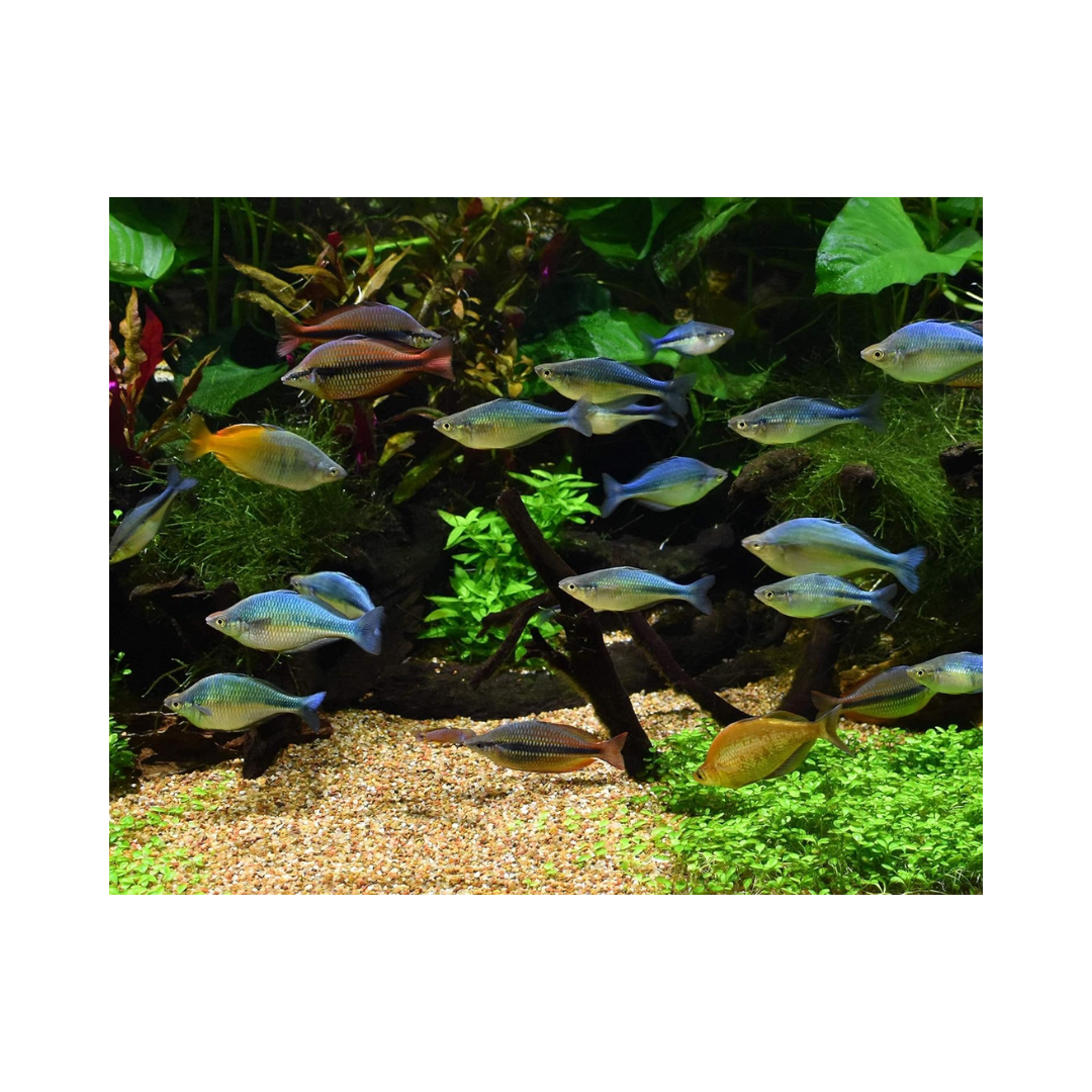 Seachem プリスティン｜有機汚れを分解し水質をリセットする水質浄化剤（淡水・海水対応）