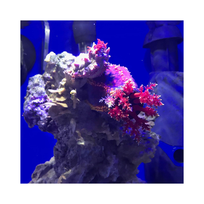 Seachem プライム｜水質トラブルを防ぐ高濃縮コンディショナー（淡水・海水対応）