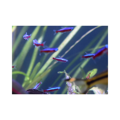 Seachem スタビリティ｜硝化バクテリアを定着・維持する水質安定剤（淡水・海水対応）