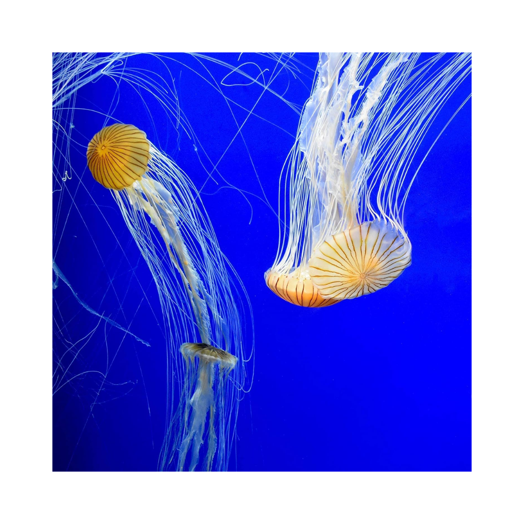 Seachem プライム｜水質トラブルを防ぐ高濃縮コンディショナー（淡水・海水対応）